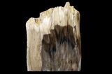 Polished, Petrified Dawn Redwood Stand Up - Oregon #152387-1